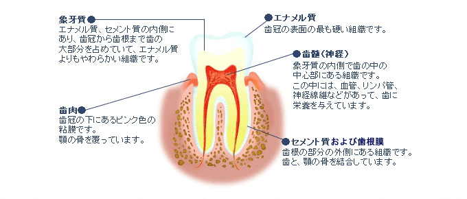 歯の基礎構造