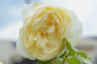 DSC_2803_2.jpg
